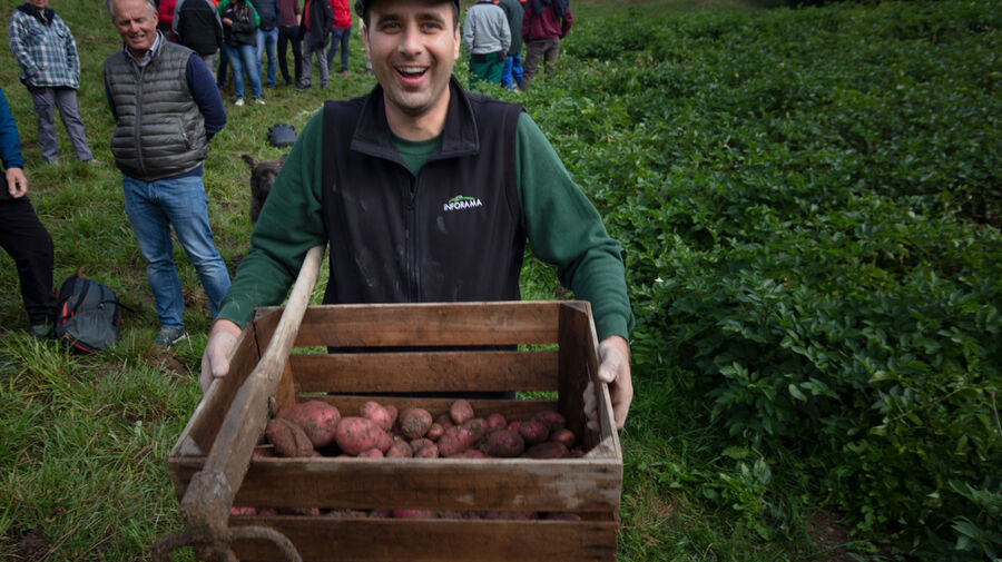 Landwirtschaft in Abländschen: Kartoffelernte